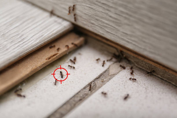 Best Exterminator Services  in Fairfax, OK