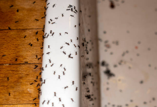 Best Wasp Removal Services  in Fairfax, OK